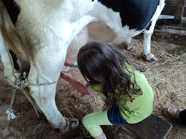 My first time milking