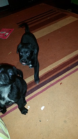 Rescue of abandoned puppies