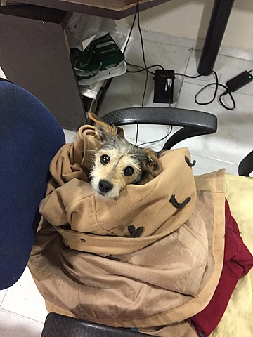 Our life with Toby II