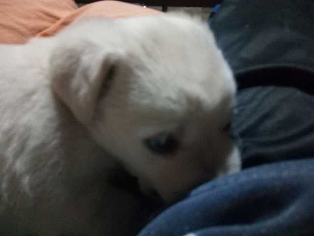 Mi perrito Toby