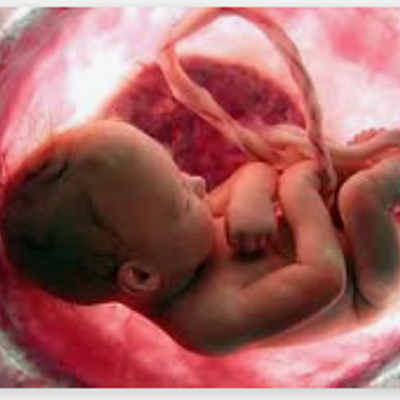 Timeline: Desarrollo prenatal