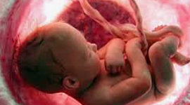 Timeline: Desarrollo prenatal