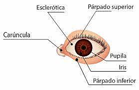 El sentido de la vista
