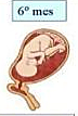 6 mes