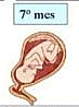7 mes
