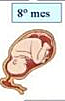 8 mes