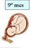 9 mes