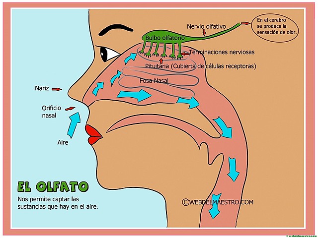 El sentido del olfato