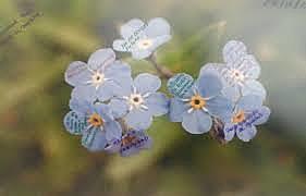 La Victimología realista se ha nutrido de la teoría del estilo de vida de Hindelang, Gottfredson y Garofalo.