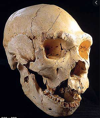 Homo antecesor (encontrado en la gran Dolina de Atapuerca)