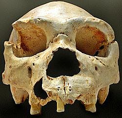 Homo heidelbergensis