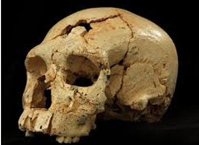 Homo heidelbergensis (encontrado en la Sima de los Huesos de Atapuerca)