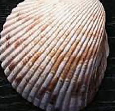 Aparición de la cerámica cardial