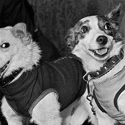Timeline: Собаки в космосе
