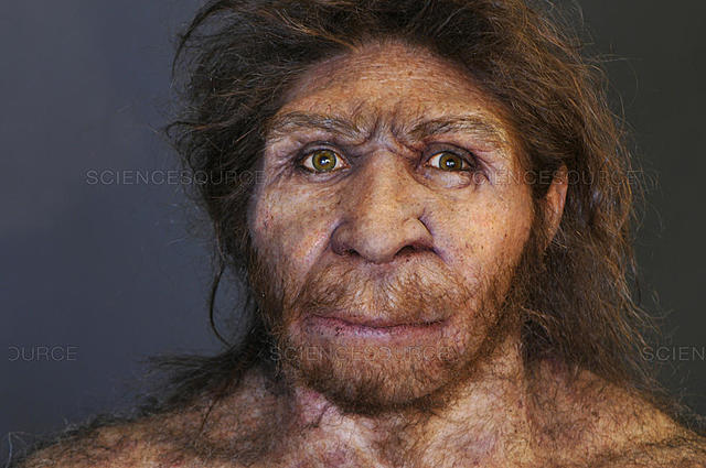 Homo heidelbergensis (encontrado en la Sima de los Huesos de Atapuerca)