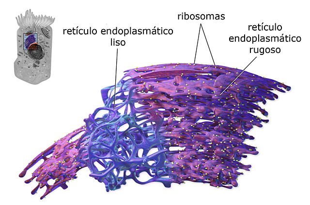 semana 6 retículo endoplasmatico
