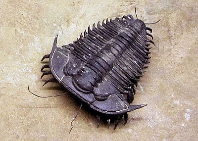 ABUNDAN LOS FÓSILES (TRILOBITA)