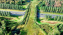 Timeline: Historia de la Biología del Desarrollo