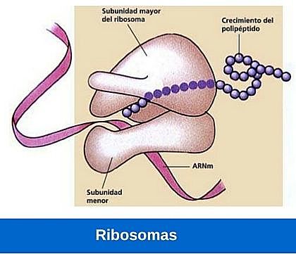 semana 6 ribosomas