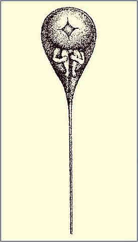 Teoría del preformacionismo