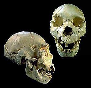 Homo heidelbergensis (encontrado en la Sima de los Huesos de Atapuerca)