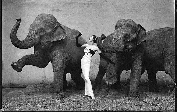 "Dovima with Elephant"
