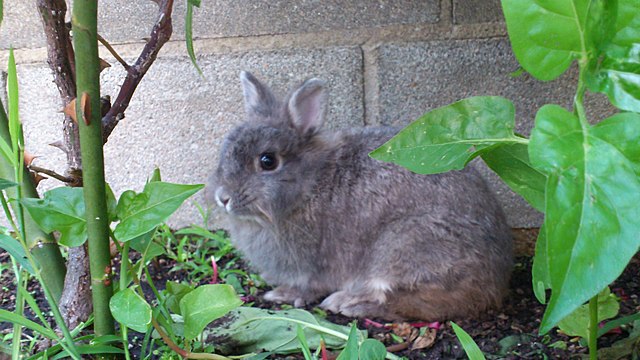 Murió mi conejo (Perla)