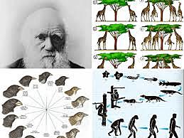 Teoria de la evolució