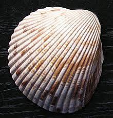 Aparición de la cerámica cardial