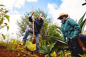 Cultura Mixteca (aportaciones)