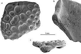 Descubren fósil de rana en la Antártida