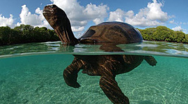 Timeline: Historia del Ecuador