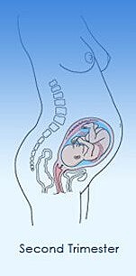 Second Trimester