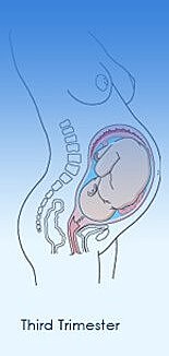 Third Trimester