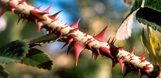 Las espinas