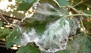 LA TEORIA MICROBIANA SIN PASTEUR Y KOCH