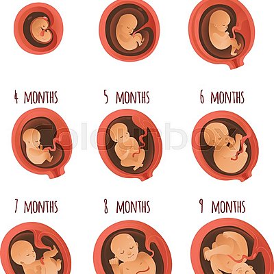 Timeline: Yanira's Prenatal timeline