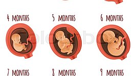 Timeline: Yanira's Prenatal timeline