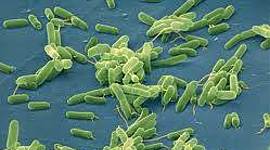 Timeline: Principales acontecimientos biologicos.