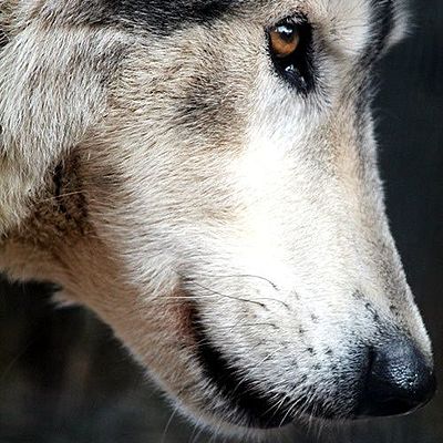 Timeline: Frostfall Wins AU