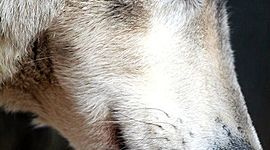 Timeline: Frostfall Wins AU