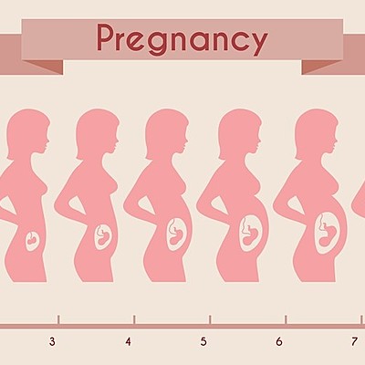 Timeline: Pregnancy Timeline