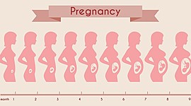 Timeline: Pregnancy Timeline