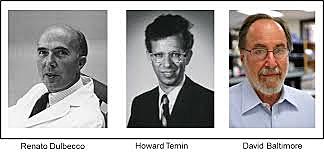 Howard Temin, David Baltimore y Renato Dulbecco. Descubrimiento de los retrovirus/transcriptasa reversa.