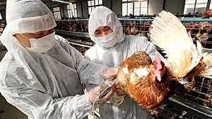 Aparece en Asia la gripe aviar, producida por el subtipo H5N1 del virus Influenza A que puede transmitirse al hombre