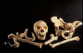 Homo Heidelbergensis.