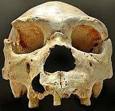 Homo heidelbergensis