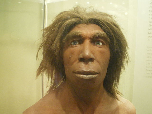 Homo neanderthalensis