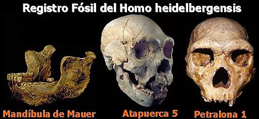 Homo heidelbergensis