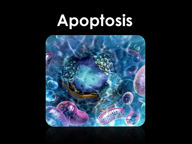 Muerte celular programada (apoptosis)